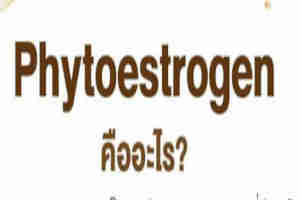 อาหารวัยทองวัยหมดประจำเดือน
ไฟโตเอสโตรเจนคืออะไร
อาหารที่มีไฟโตรเอสโตรเจน
ไฟโตรเอสโตรเจนทำงานอย่างไร